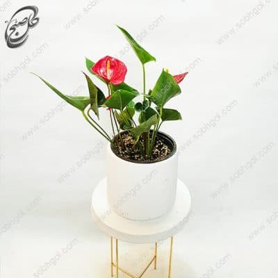 سفارش گل آنلاین – آنتوریوم طرح A-050 — تصویر ۲