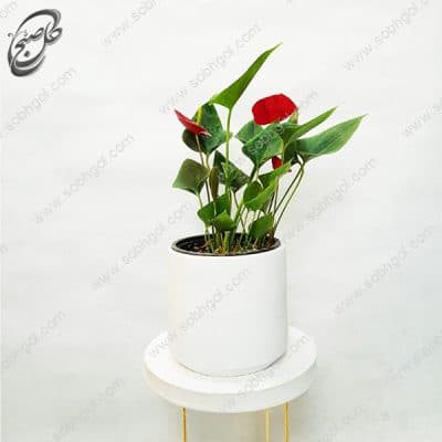 سفارش گل آنلاین – آنتوریوم طرح A-050