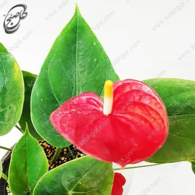 سفارش گل آنلاین – آنتوریوم طرح A-050 — تصویر ۳