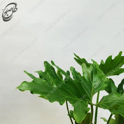 برگ انجیری فر دو بوته PH10 — تصویر ۳
