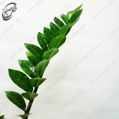 سفارش گل آنلاین – زاموفیلیا طرح Z-040 — تصویر ۳