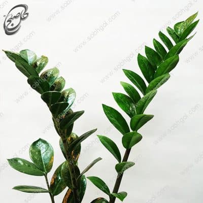 سفارش گل آنلاین – زاموفیلیا طرح Z-040 — تصویر ۲