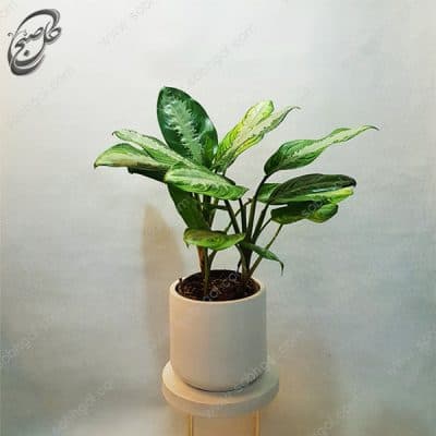سفارش گل آنلاین – آگلونما فرانسوی طرح A-023