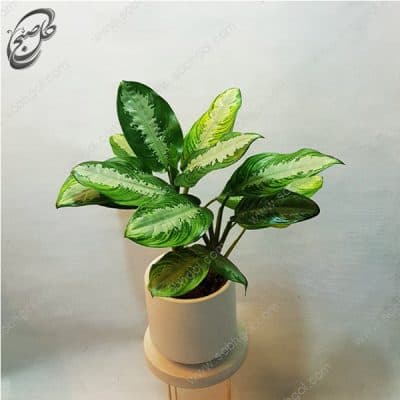 سفارش گل آنلاین – آگلونما فرانسوی طرح A-023 — تصویر ۲