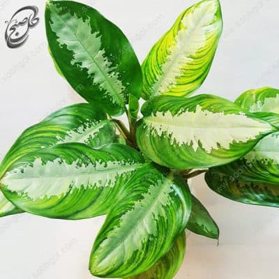 سفارش گل آنلاین – آگلونما فرانسوی طرح A-023 — تصویر ۳