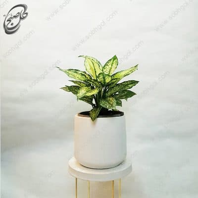 سفارش گل آنلاین – آگلونما سفید طرح A-021