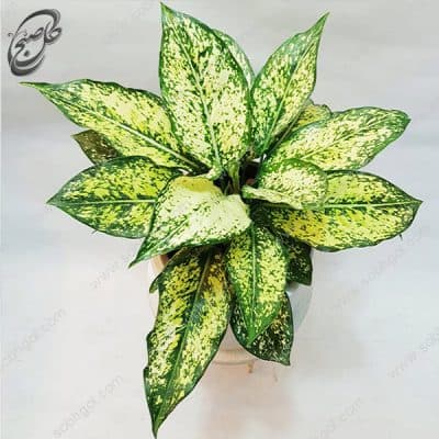 سفارش گل آنلاین – آگلونما سفید طرح A-021 — تصویر ۳
