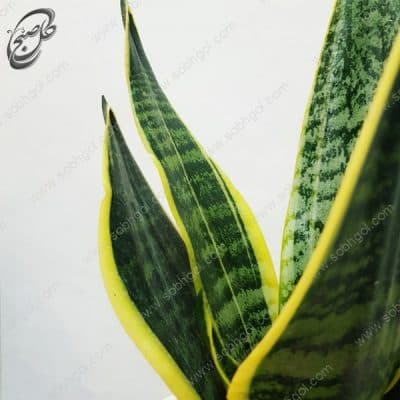 سفارش گل آنلاین – سانسوریا کراواتی ابلق طرح S-010 — تصویر ۲