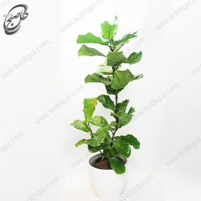 سفارش گل آنلاین – فیکوس لیراتا (آفریقایی) طرح F-037