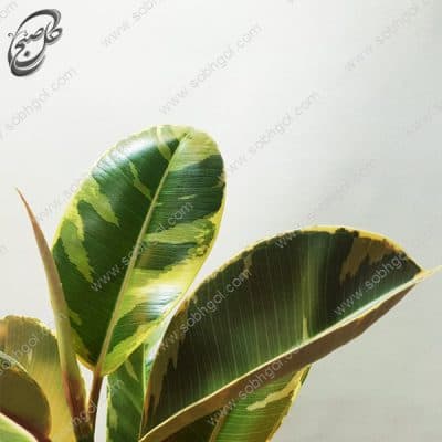سفارش گل آنلاین – فیکوس الاستیکا ابلق طرح F-035 ( ارسال گل رایگان ) — تصویر ۲