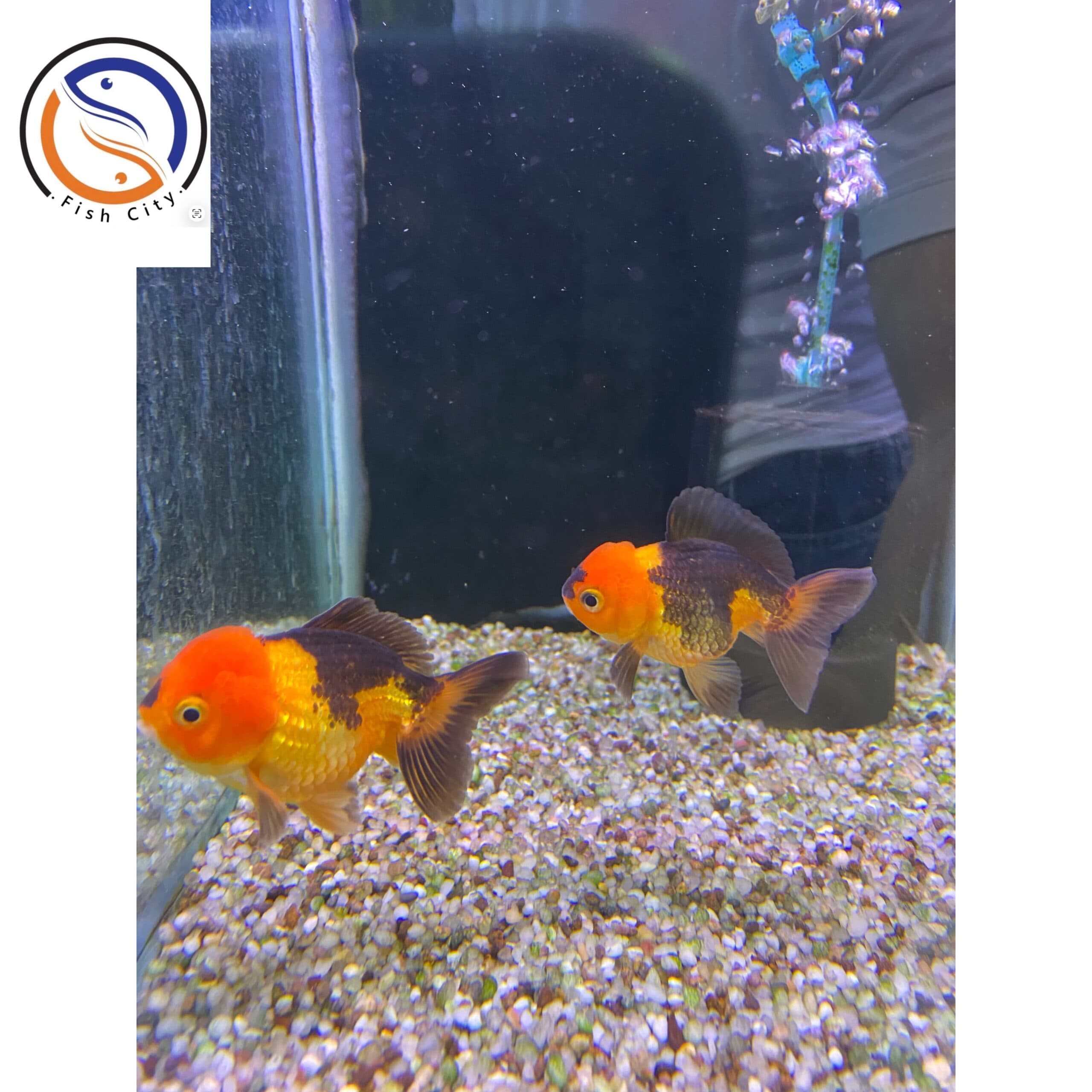 گلدفیش تری کالر وارداتی گریدA+