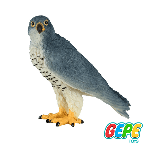 فیگور شاهین