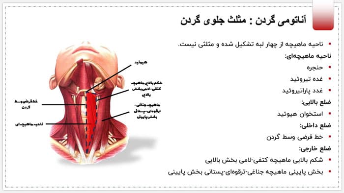 پاورپوینت آناتومی مهره ها و عضلات گردن (24162) — تصویر ۴