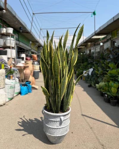 ابعاد مناسب گلدان برای رشد سانسوریا