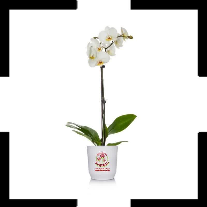 🌸 خرید ارکیده تک شاخه