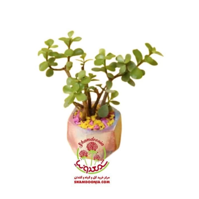 کراسولا خرفه | گیاه گوشتی مقاوم و شانس‌آور برای آپارتمان — تصویر ۲