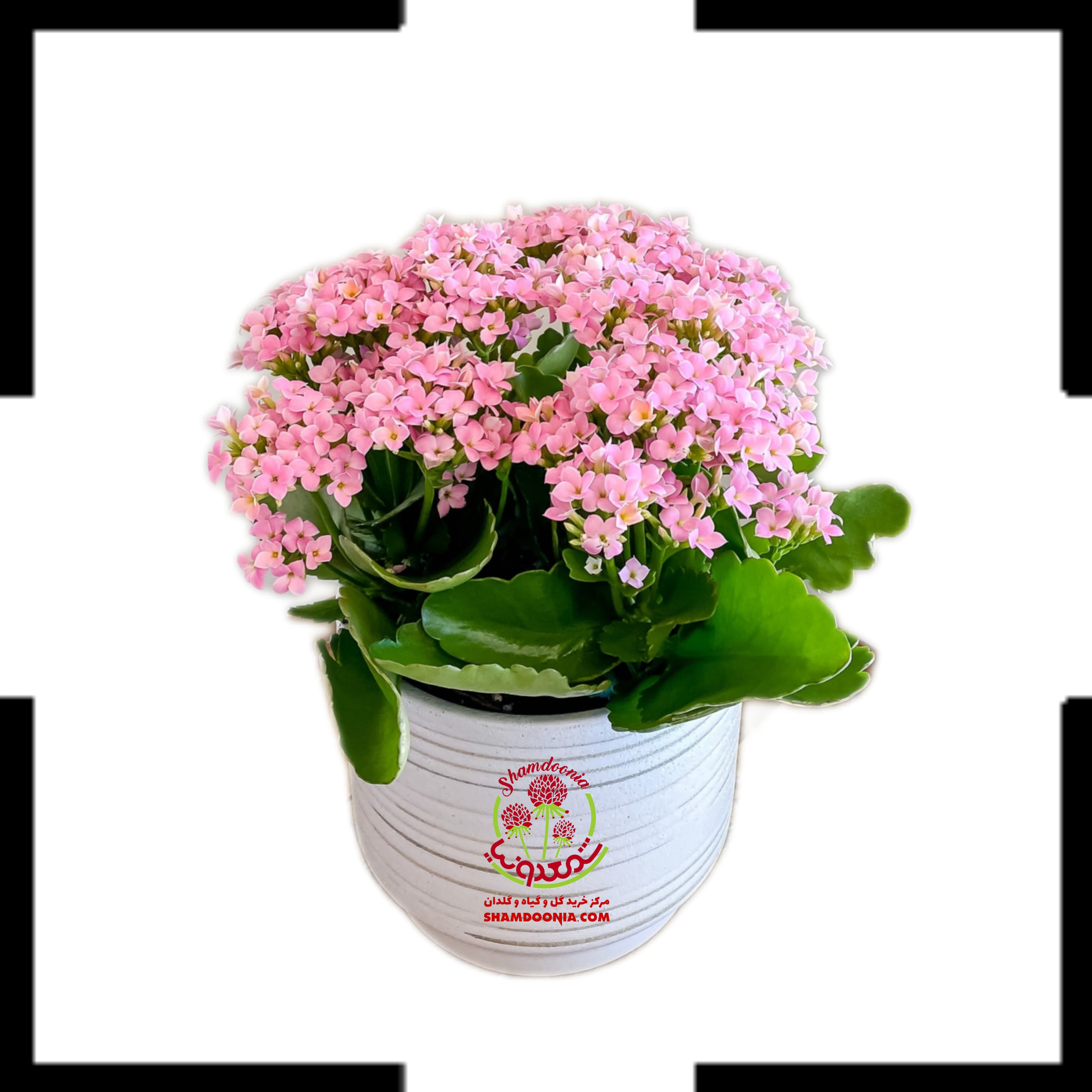 کالانکوآ گل صورتی