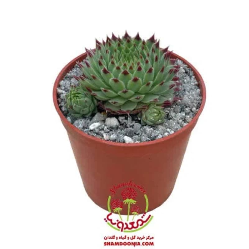 کاکتوس سمپریوم لب ماتیکی – کاکتوس خاص و کمیاب برای دکور مدرن — تصویر ۲