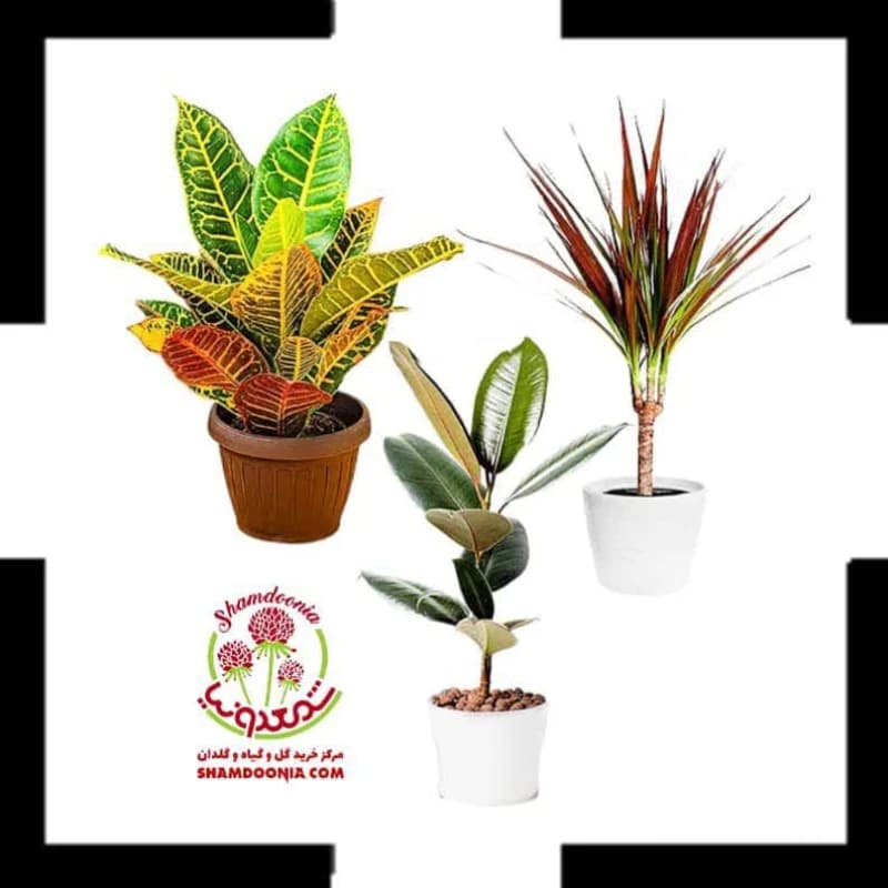 🎁 پکیج کادویی گل و گیاه | باکس هدیه گیاهان آپارتمانی لوکس + ارسال سریع