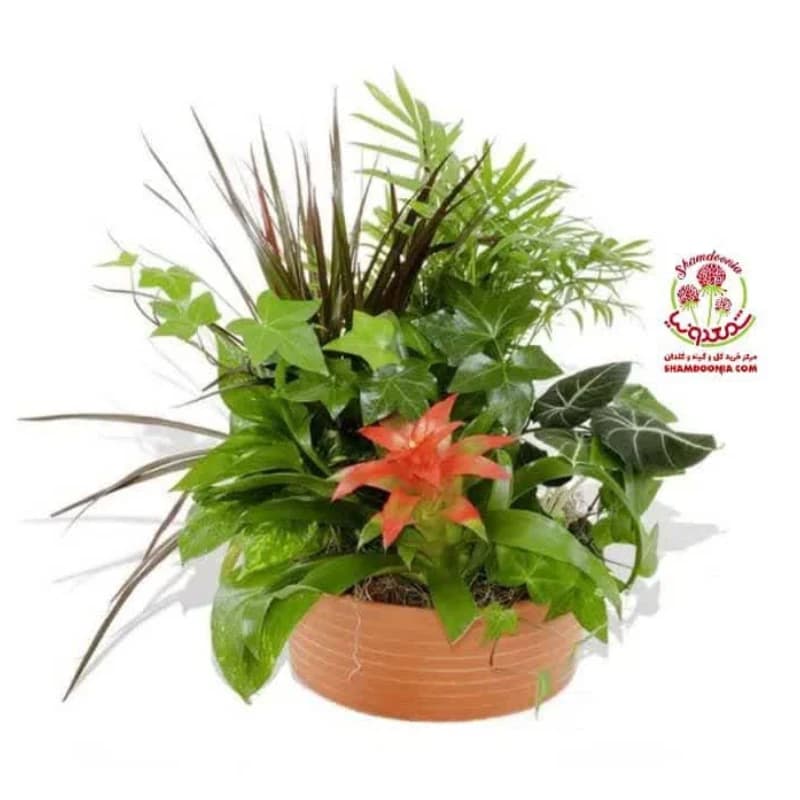 🌿 سبد گل آپارتمانی ترکیبی طبیعی کد 382 | ترکیب لوکس گازمانیا، شامادورا، پاپیتال و پتوس | گلدان فلزی مدرن — تصویر ۲