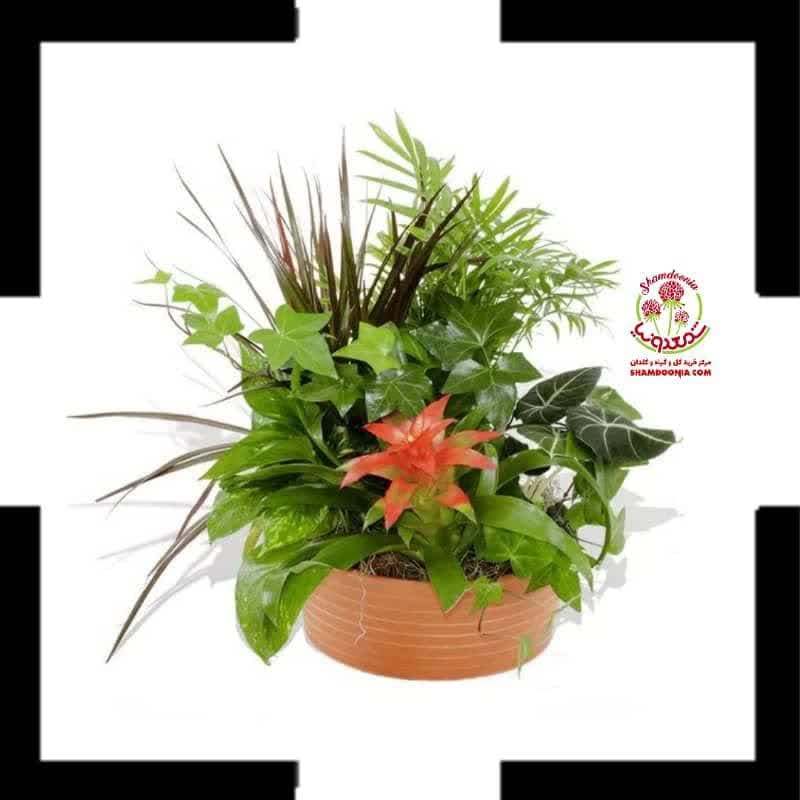 🌿 سبد گل آپارتمانی ترکیبی طبیعی کد 382 | ترکیب لوکس گازمانیا، شامادورا، پاپیتال و پتوس | گلدان فلزی مدرن