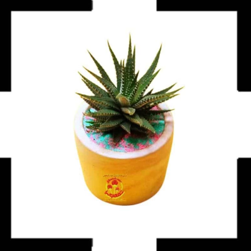 کاکتوس هاوارتیا در گلدان بتنی دایره | مقاوم، شیک و مناسب آپارتمان