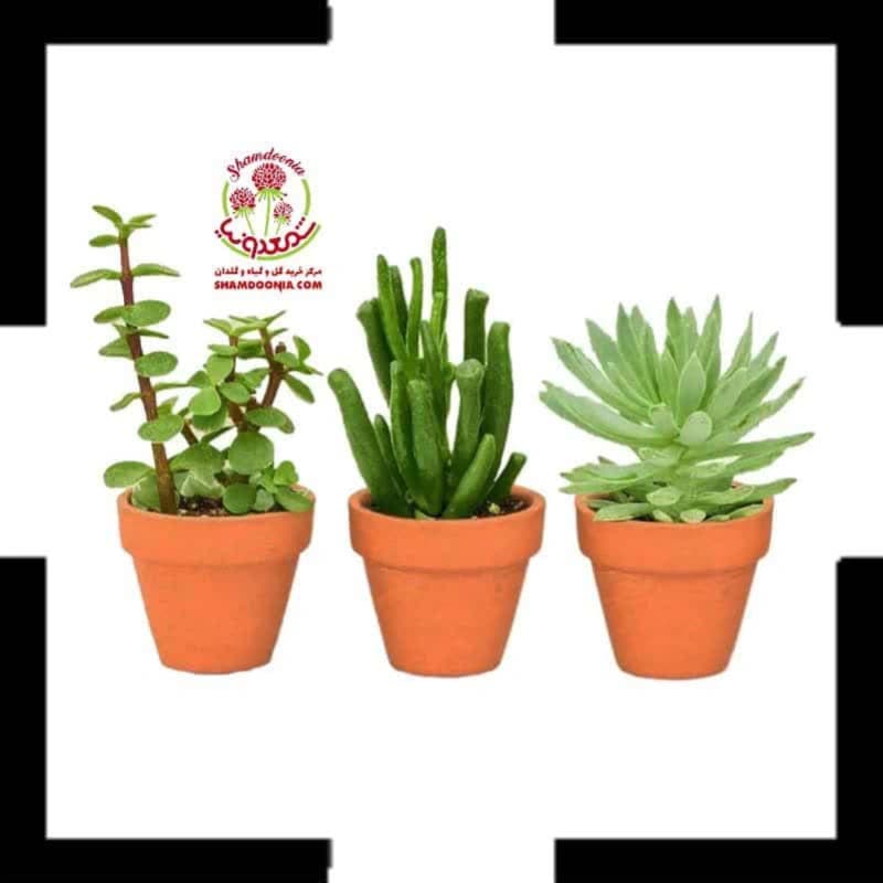 سه کاکتوس و ساکولنت سایز ۸ | پک جذاب گیاهان آپارتمانی مقاوم