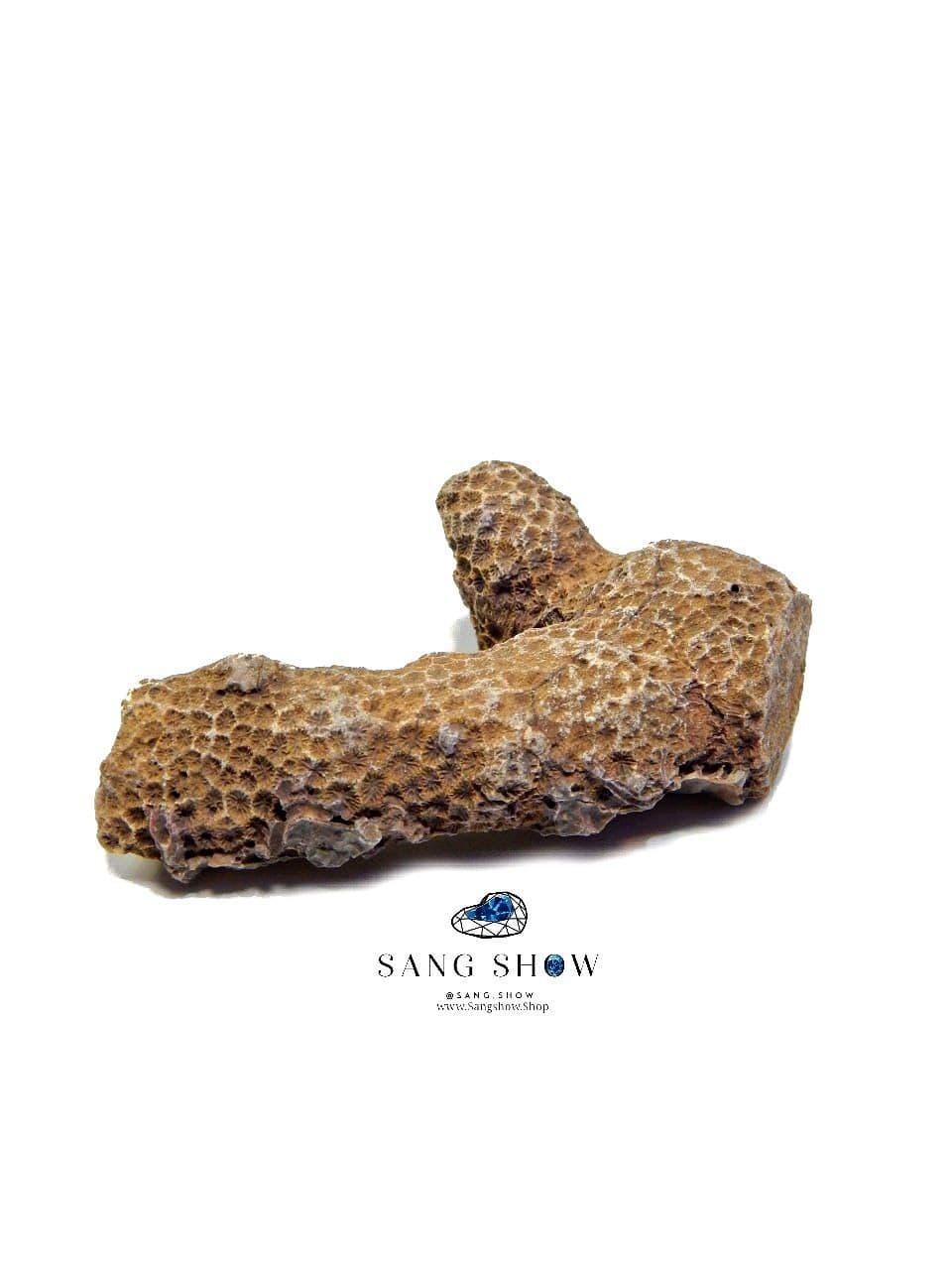 فسیل مرجان زیبا نمونه استثنایی و اصل و معدنی S1692 — تصویر ۳