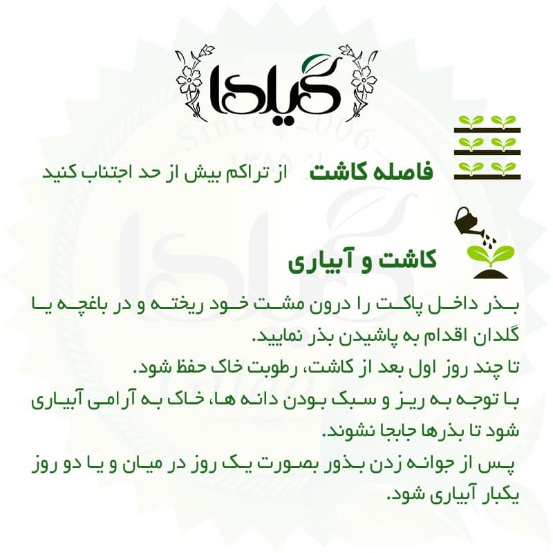بذر پیازچه قرمز گیلدا کد 123 — تصویر ۶