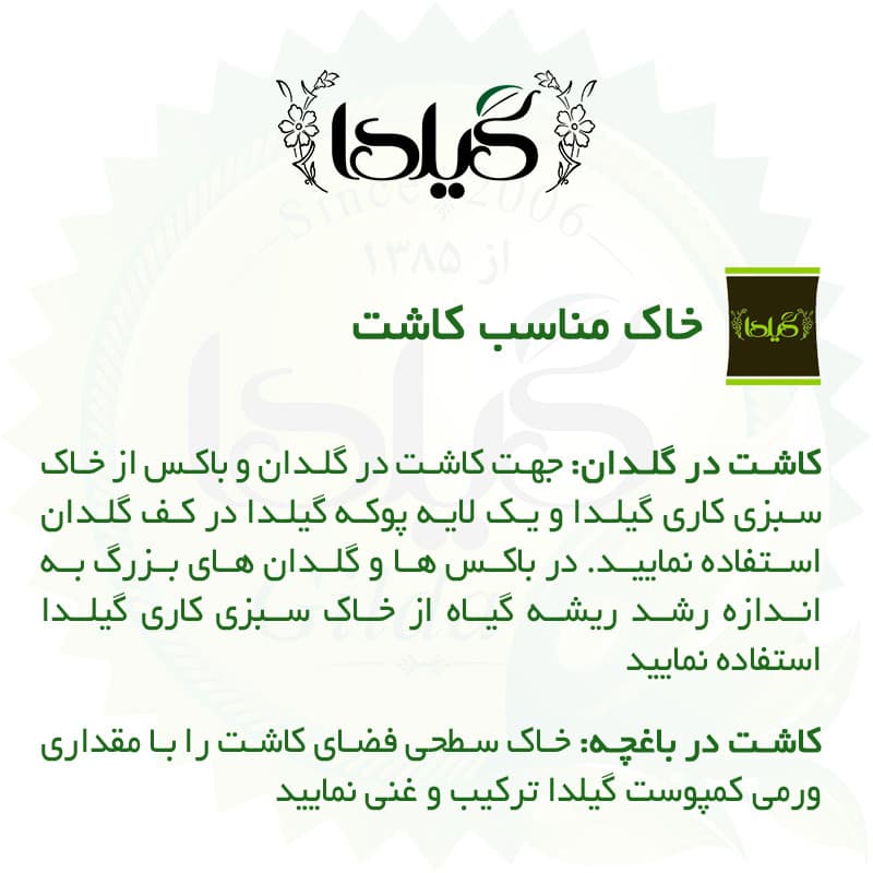 بذر پیازچه قرمز گیلدا کد 123 — تصویر ۵