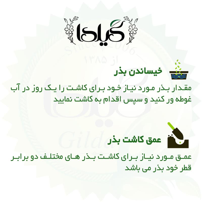 بذر کدو خورشتی گیلدا کد 770 — تصویر ۳