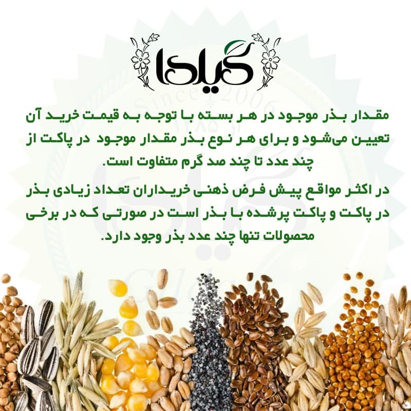 بذر کدو خورشتی گیلدا کد 770 — تصویر ۲