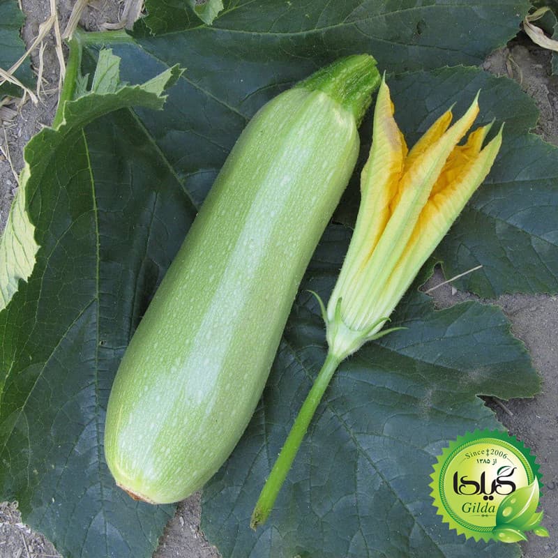 بذر کدو خورشتی گیلدا کد 770 — تصویر ۸