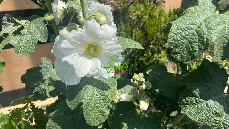 بذر گل ختمی دارویی — تصویر ۲