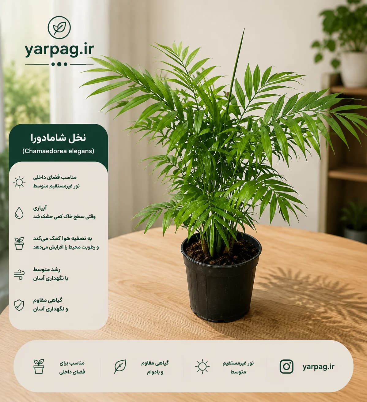 نخل شامادورا — تصویر ۳