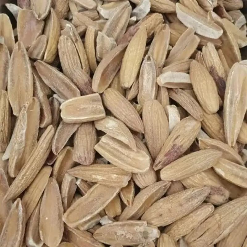 مغز بلوط 200 گرم