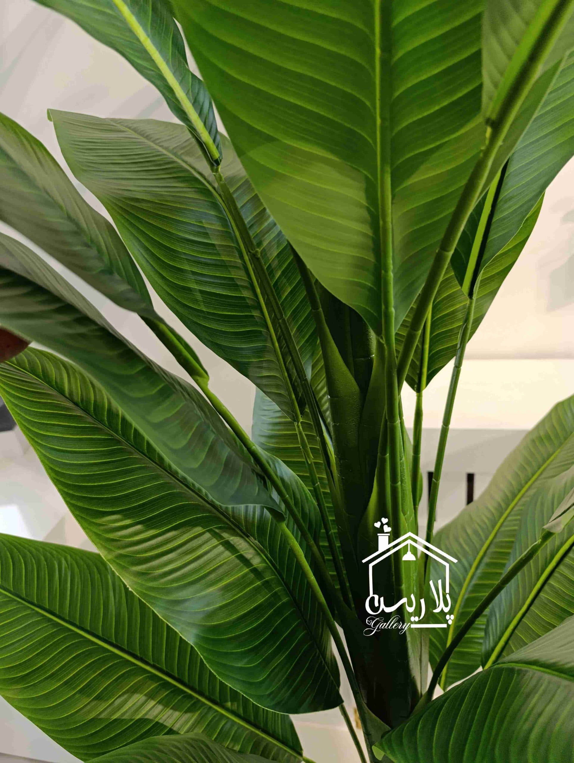 درختچه نیکولای تک تنه 1195 سانت — تصویر ۲