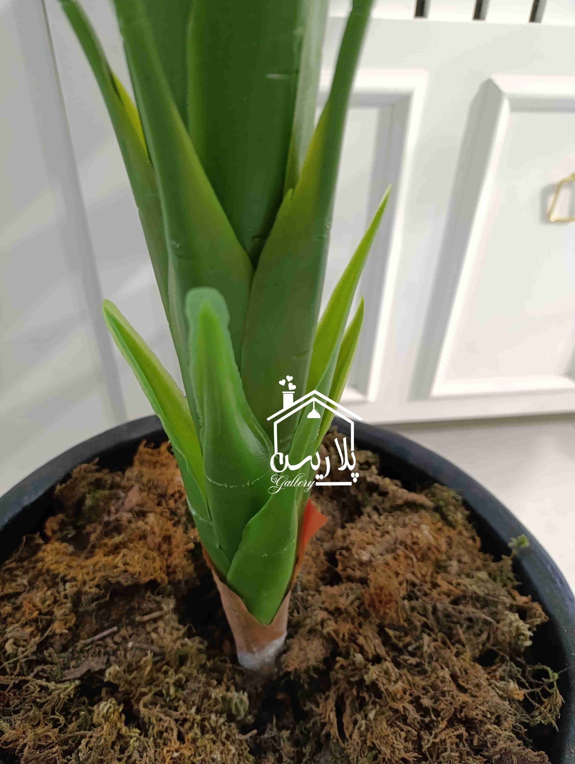 درختچه نیکولای تک تنه 1195 سانت — تصویر ۳