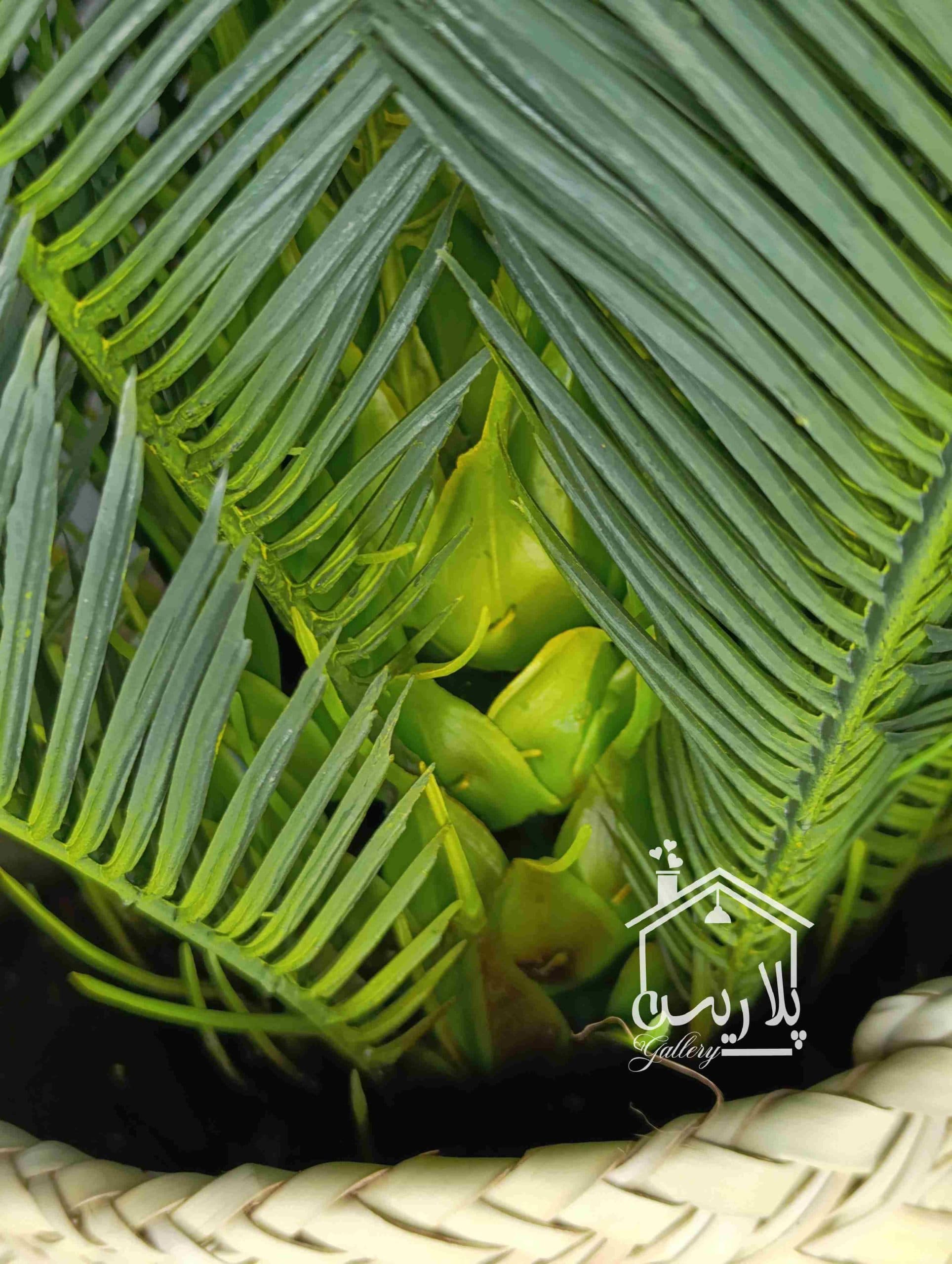 درختچه سیکاس 80 — تصویر ۳
