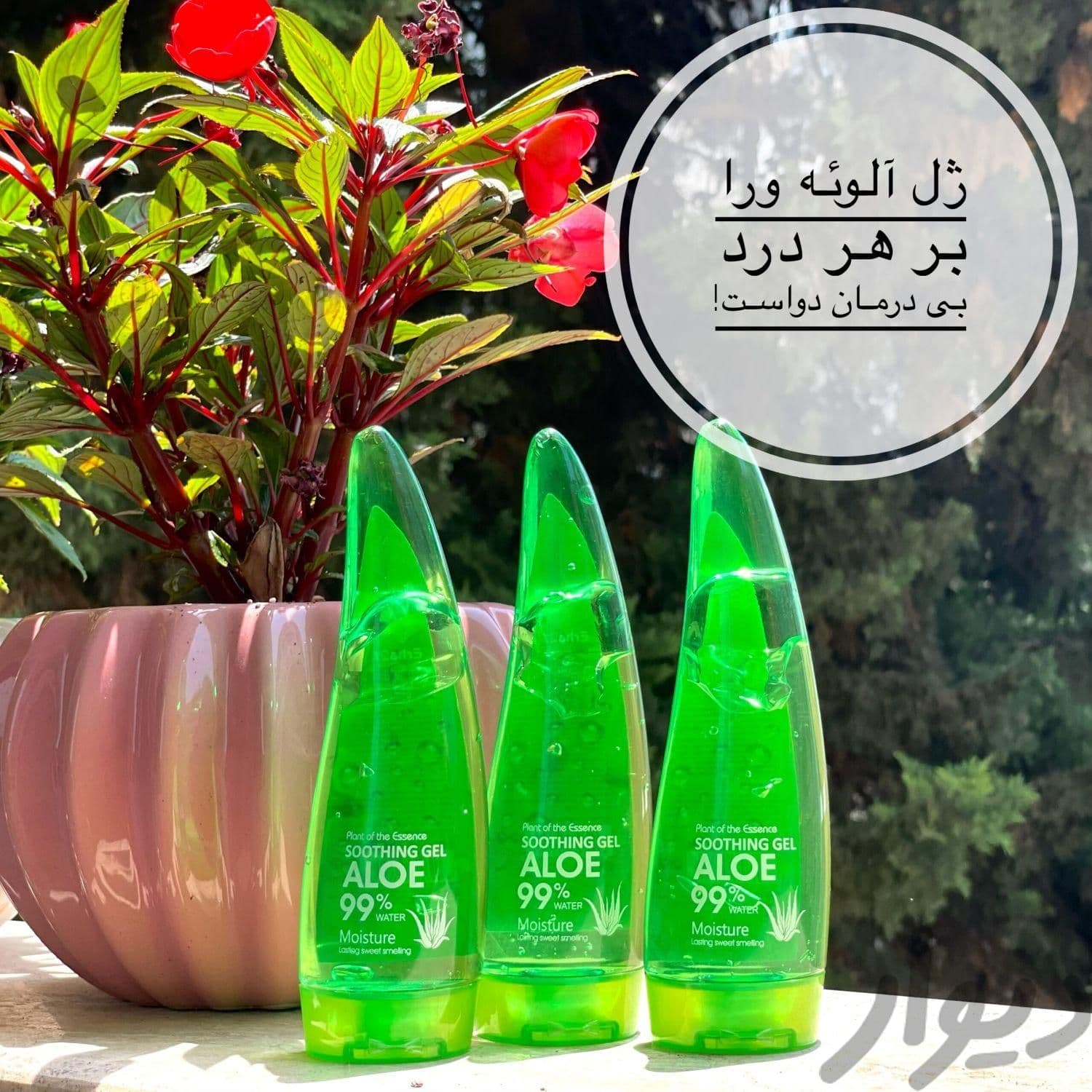 ژل شاخکی آلوئه ورا خالص