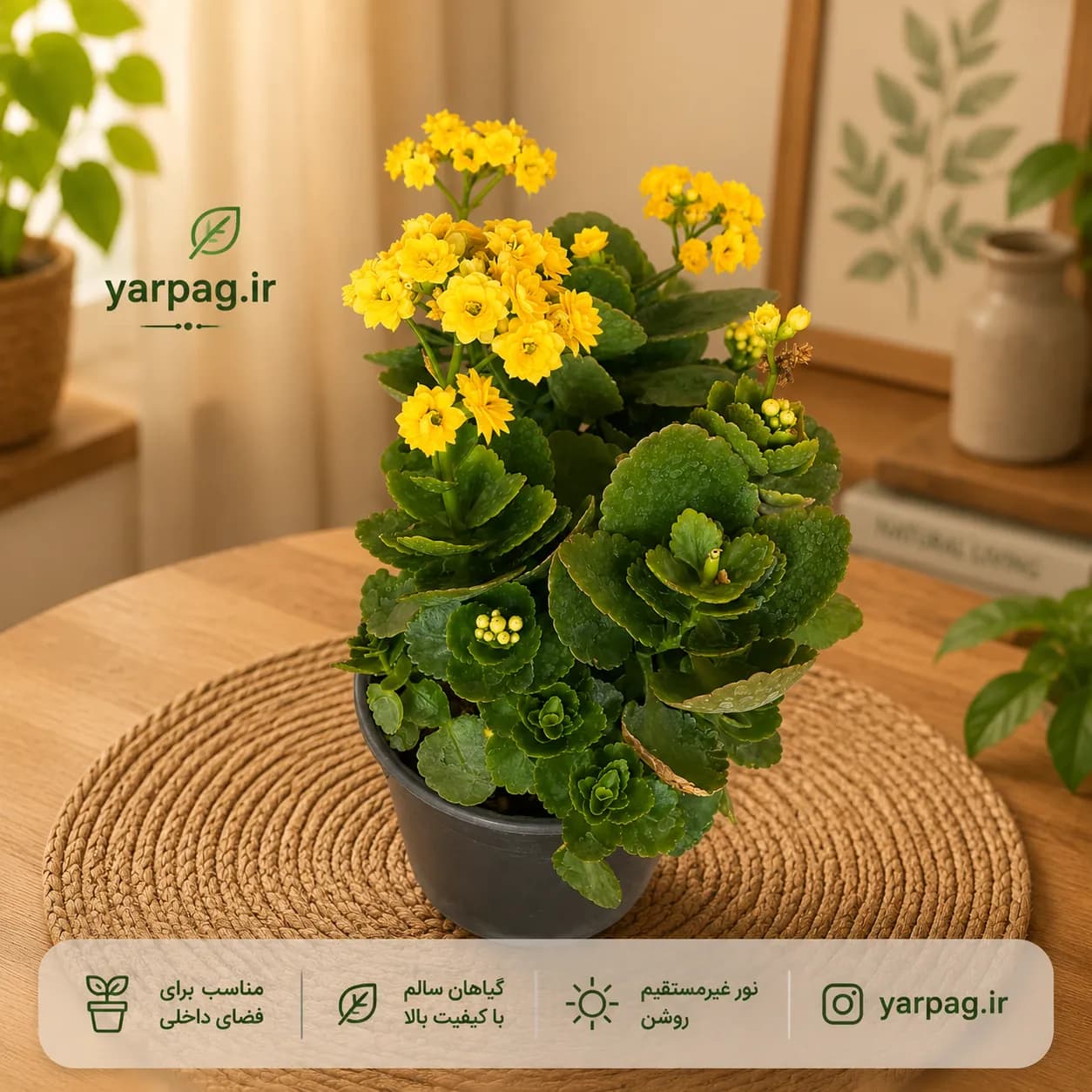 گیاه قاشقی رنگارنگ