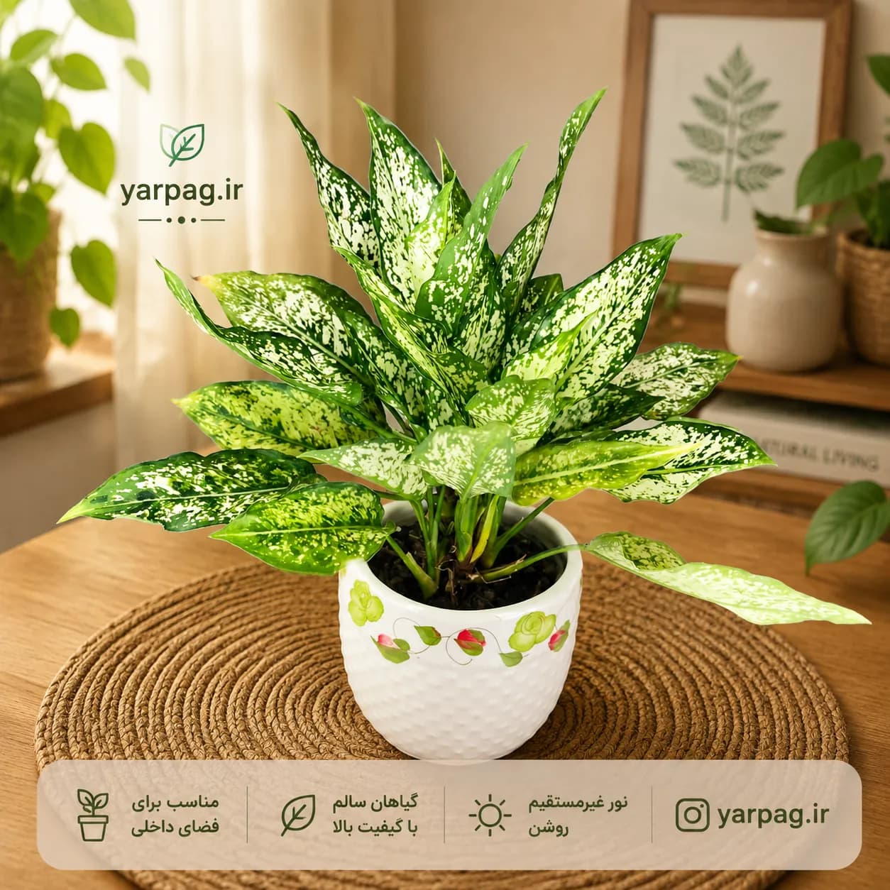 آگلونما برفی چند بوته ای