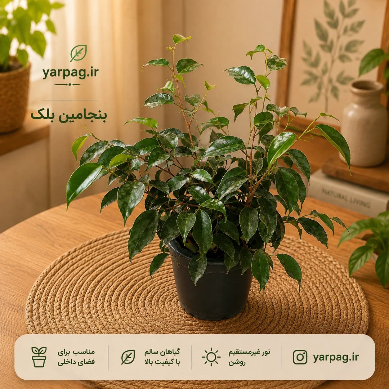 گیاه بنجامین بلک – زیبایی خاص و نگهداری ساده 🌿