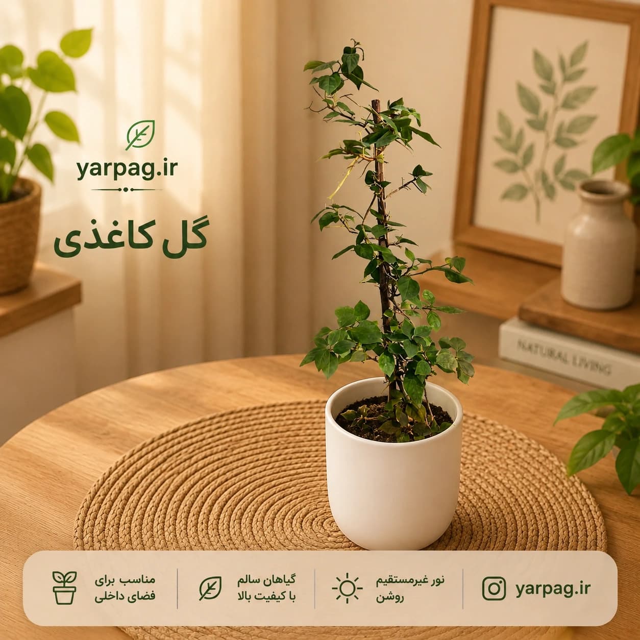گیاه گل کاغذی با برگ های صورتی زیبا