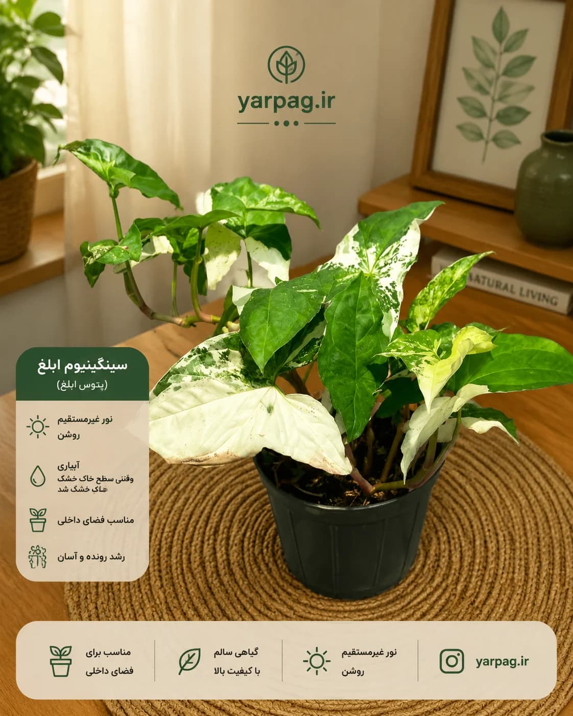 گیاه سینگنیوم ابلق ! یه انتخاب درجه یک
