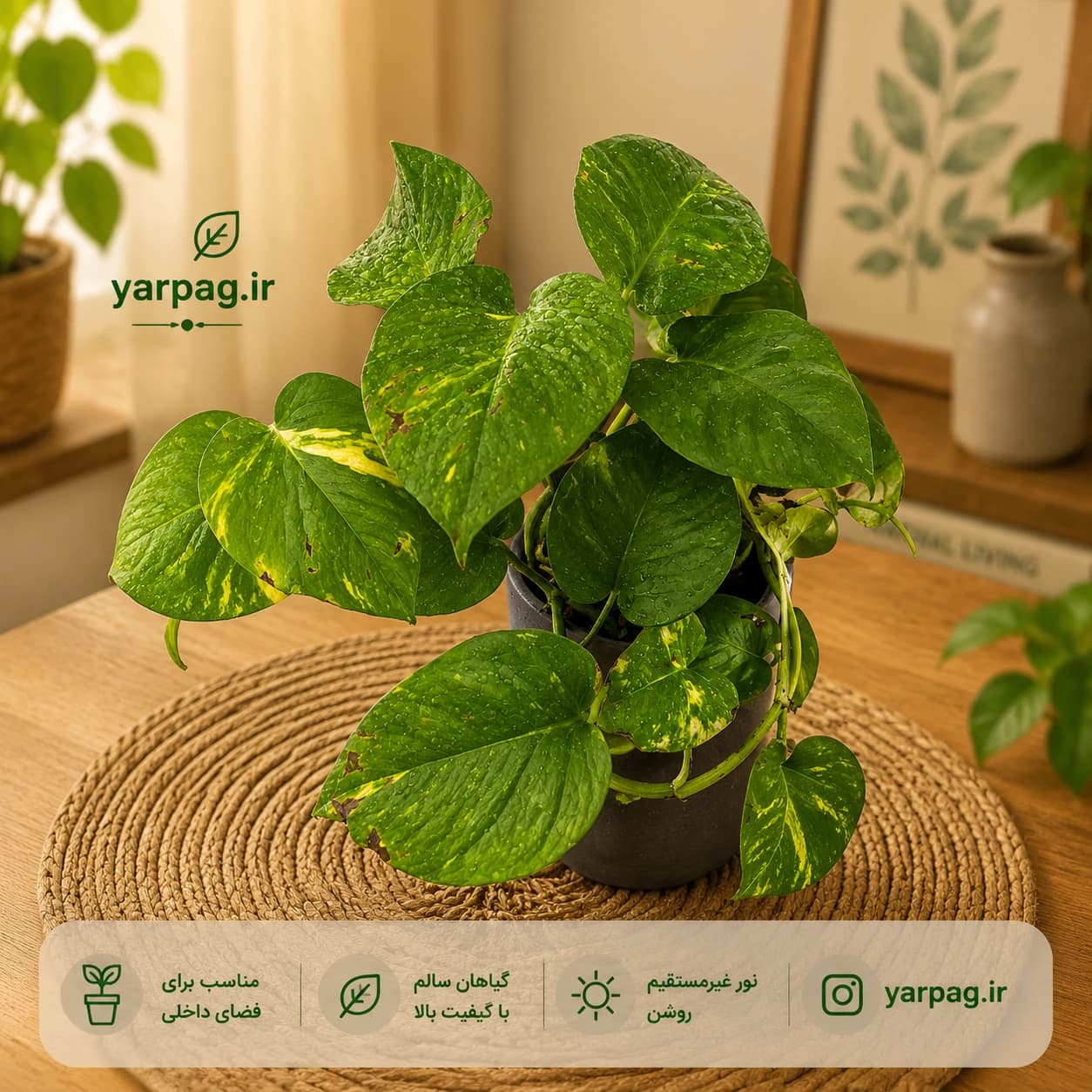 پتوس زعفرانی برگ پهن