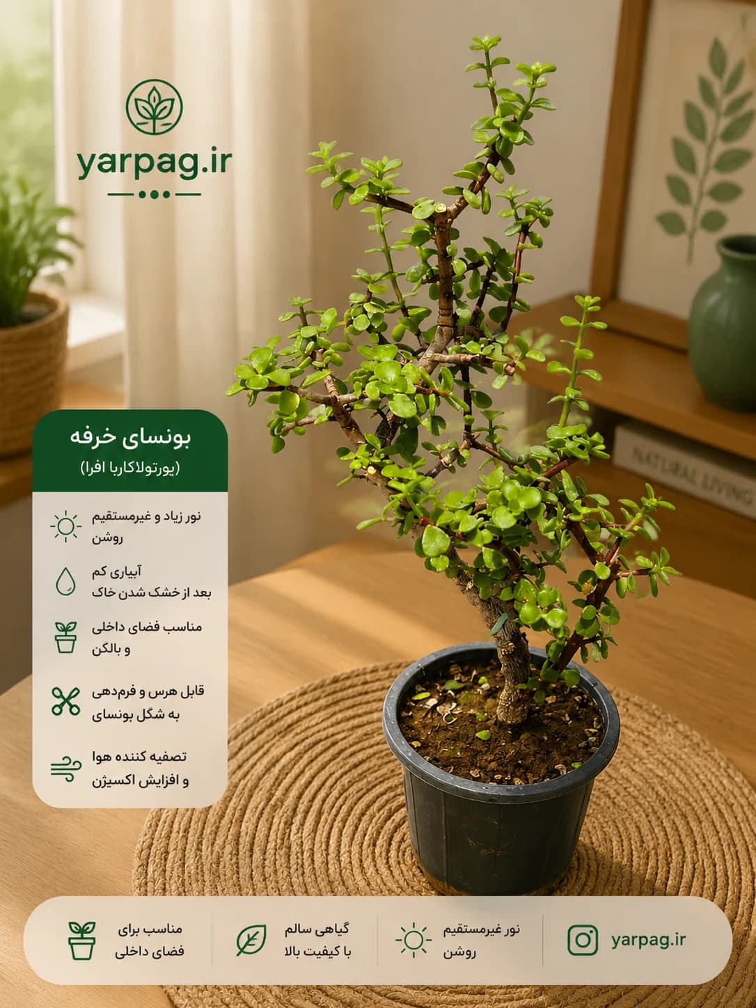 🌿 بونسای خرفه | پر از زندگی و خاصیت! 🌟