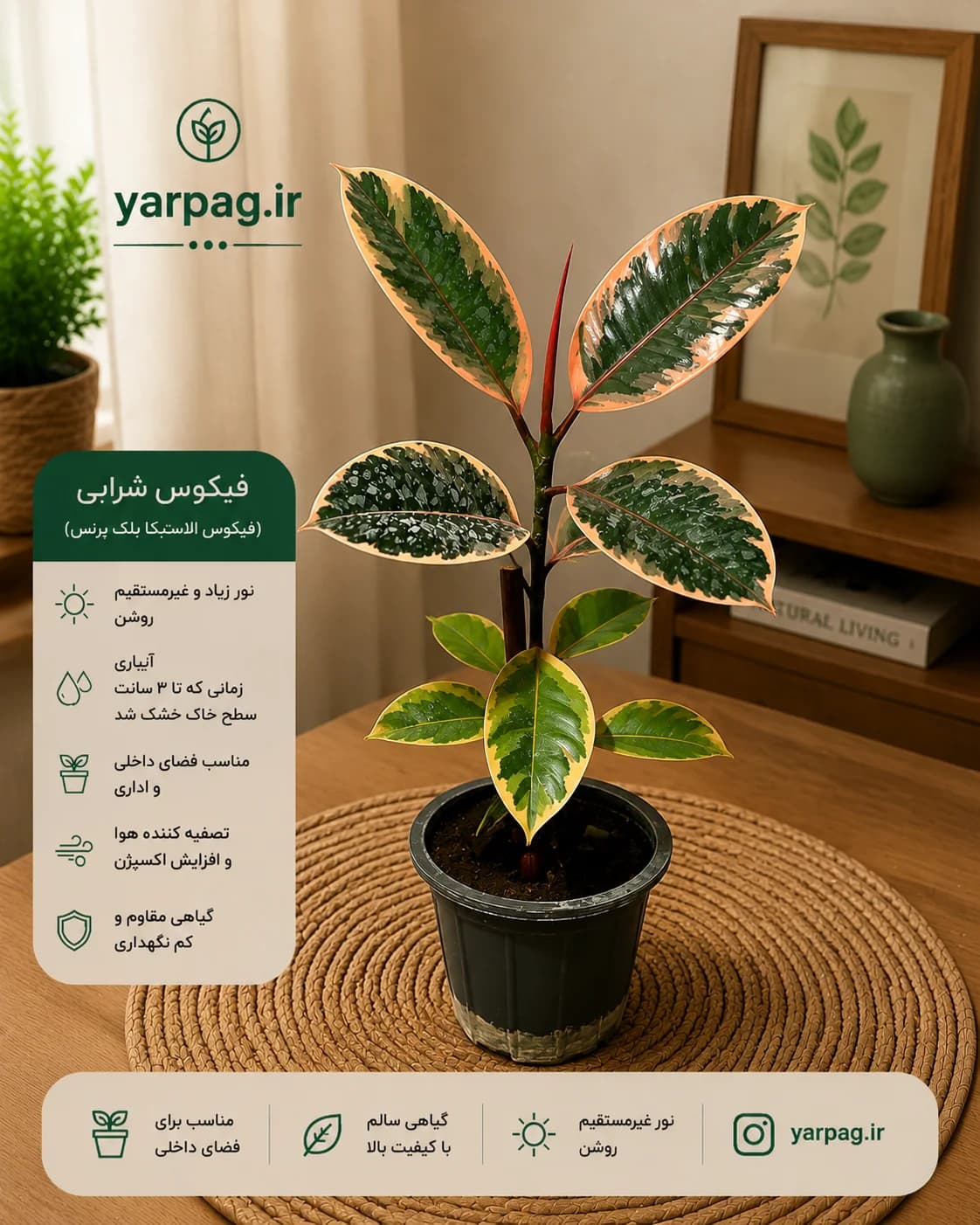فیکوس شرابی 🌿 | گیاهی خاص با برگ‌های لاکچری 🍷