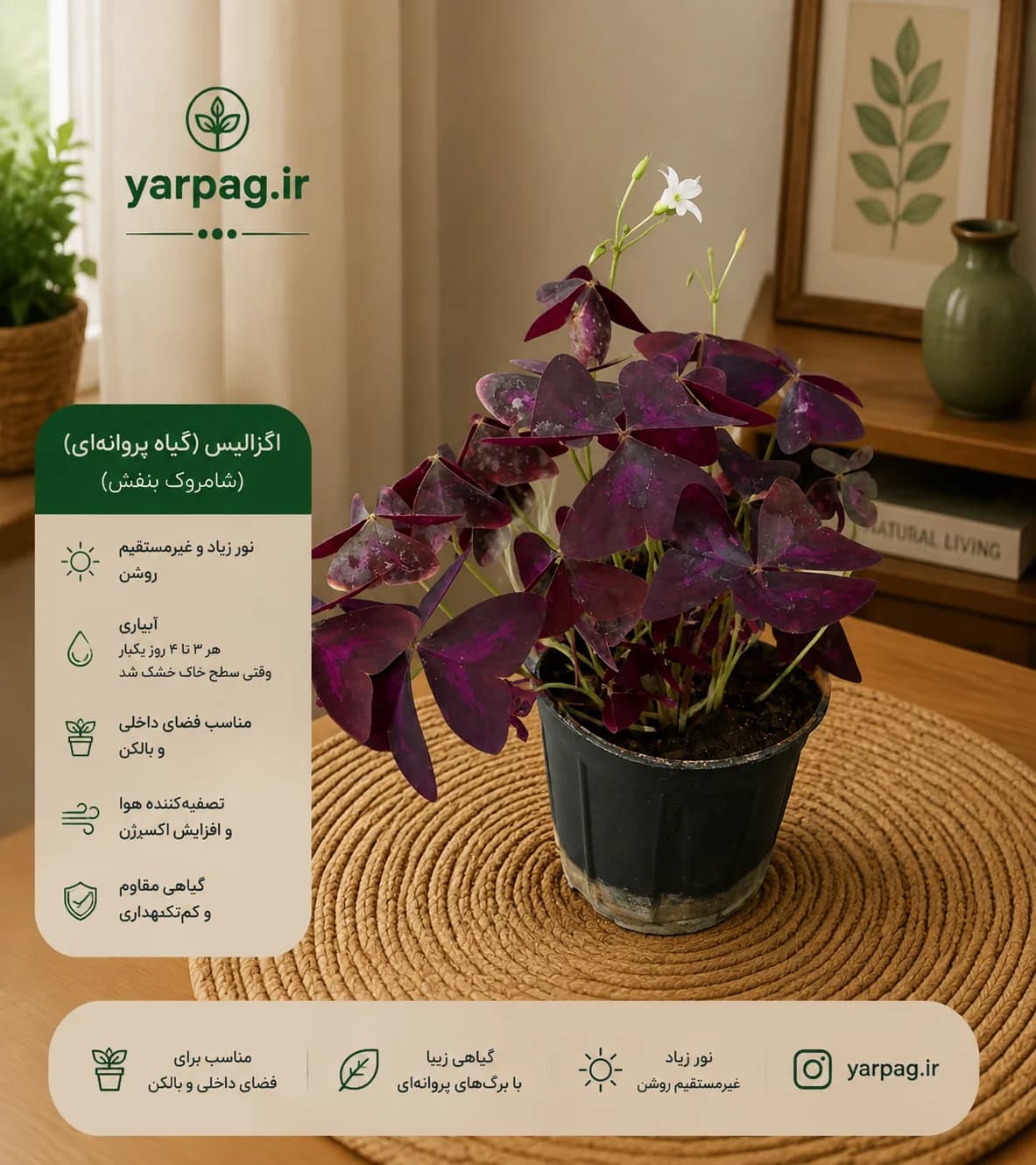 گیاه اگزالیس (با برگ های پروانه ای🦋)