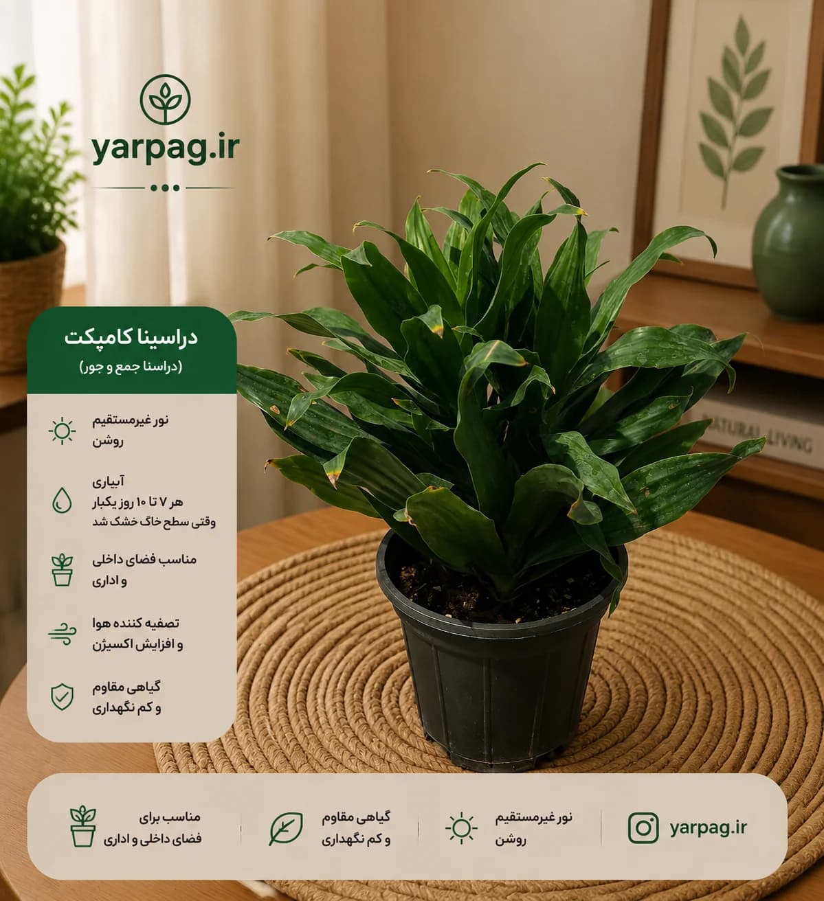 گیاه دراسینا کامپک